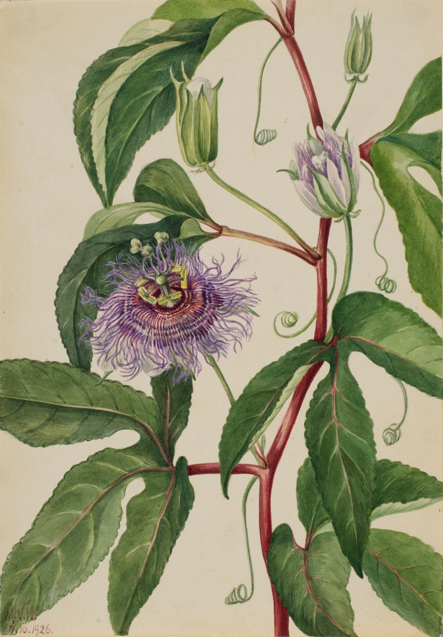 Maypop (Passiflora incarnata) door Mary Vaux Walcott