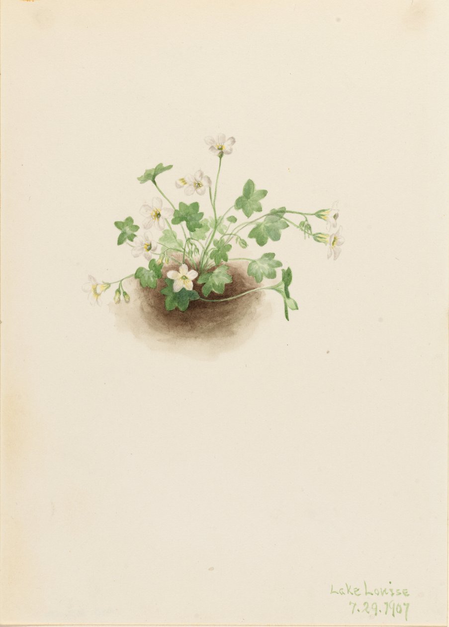 Mistmaagd (Romanzoffia sitchensis) door Mary Vaux Walcott