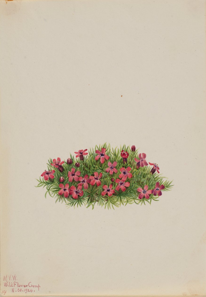 Moskioen (Silene acaulis) door Mary Vaux Walcott