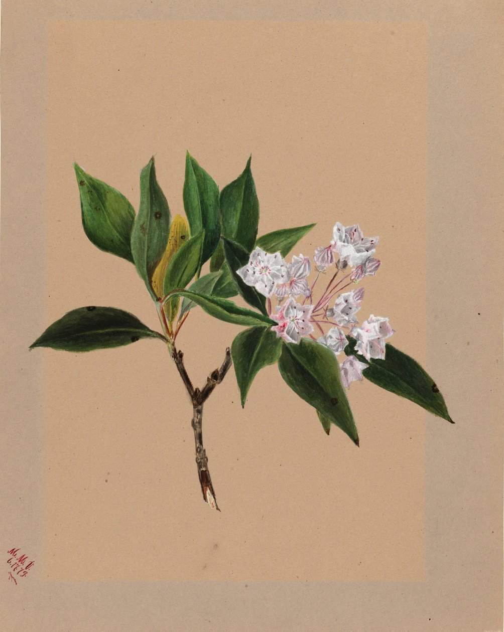 Berglaurier Kalmia latifolia, 1879 door Mary Vaux Walcott