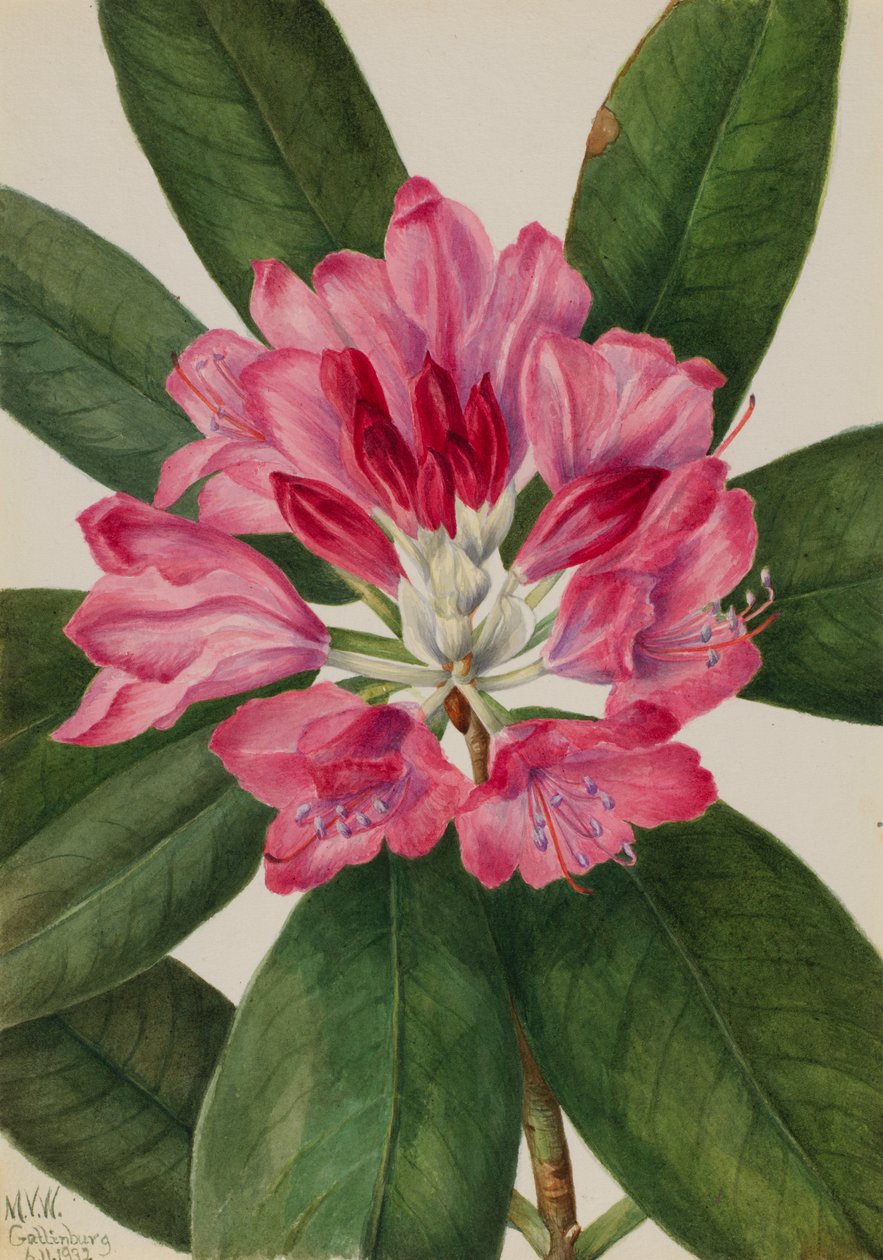 Bergroos Rhododendron catawbiense, 1932 door Mary Vaux Walcott