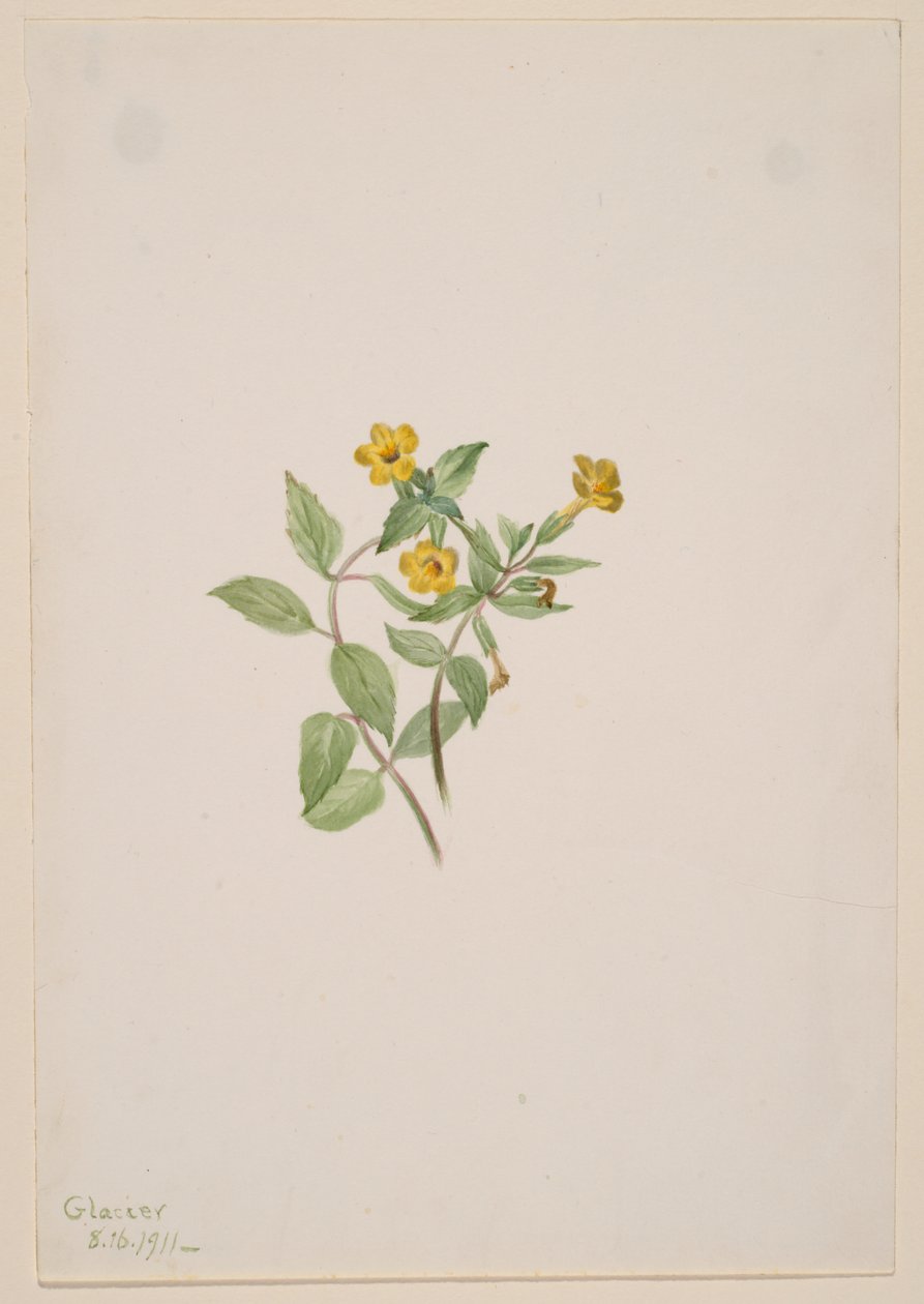Muskusbloem (Mimulus moschatus) door Mary Vaux Walcott