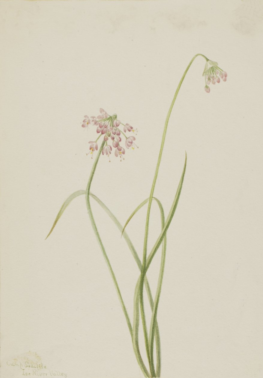 Knikkende ui Allium cernuum, 1901 door Mary Vaux Walcott