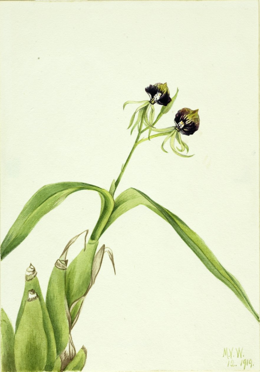 Orchidee (Epidendrum cochleatum) door Mary Vaux Walcott
