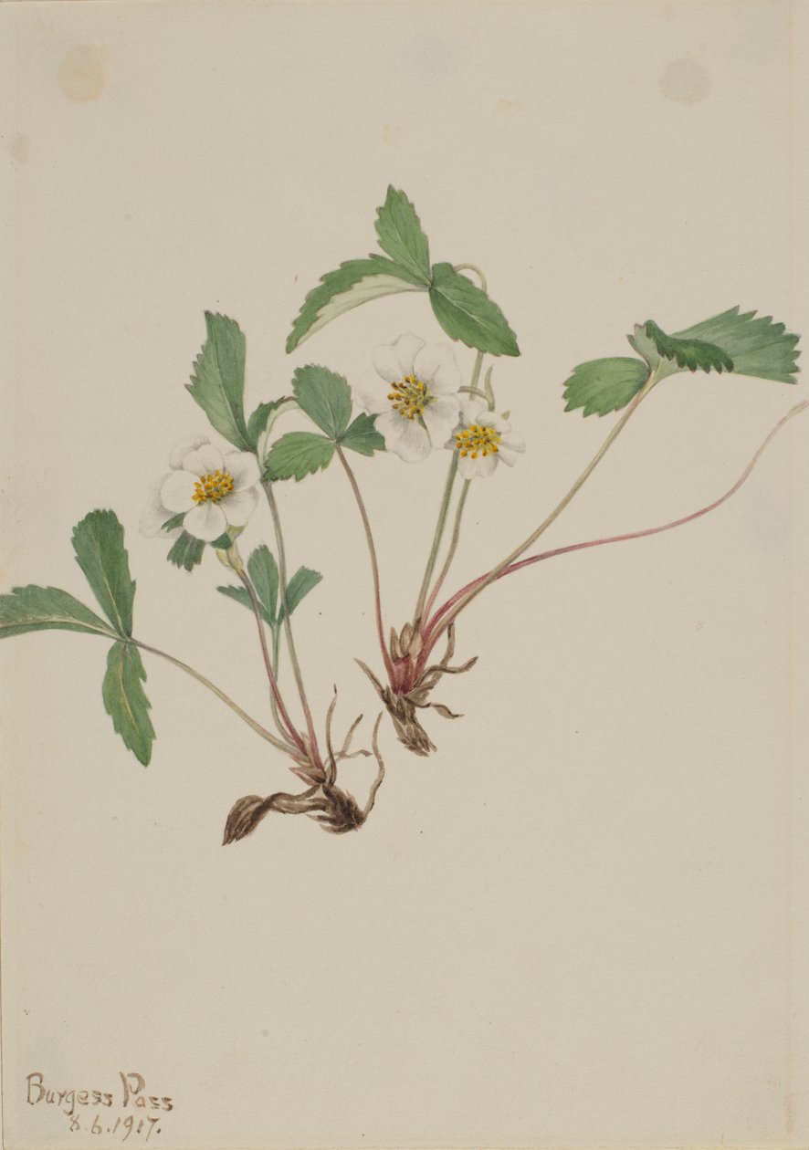 Bleke aardbei (Fragaria glauca) door Mary Vaux Walcott