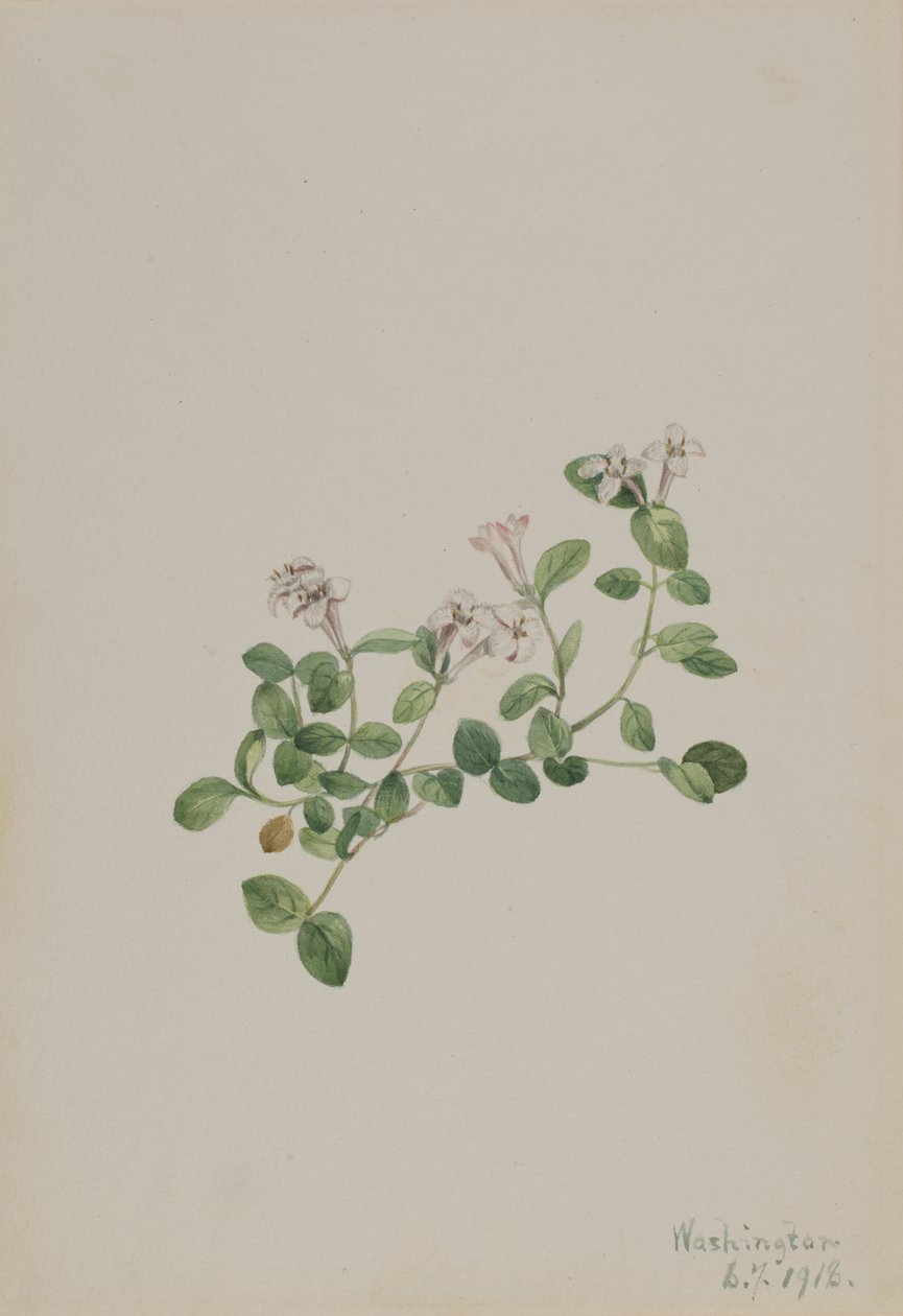 Partridgeberry Mitchella repena, 1918 door Mary Vaux Walcott