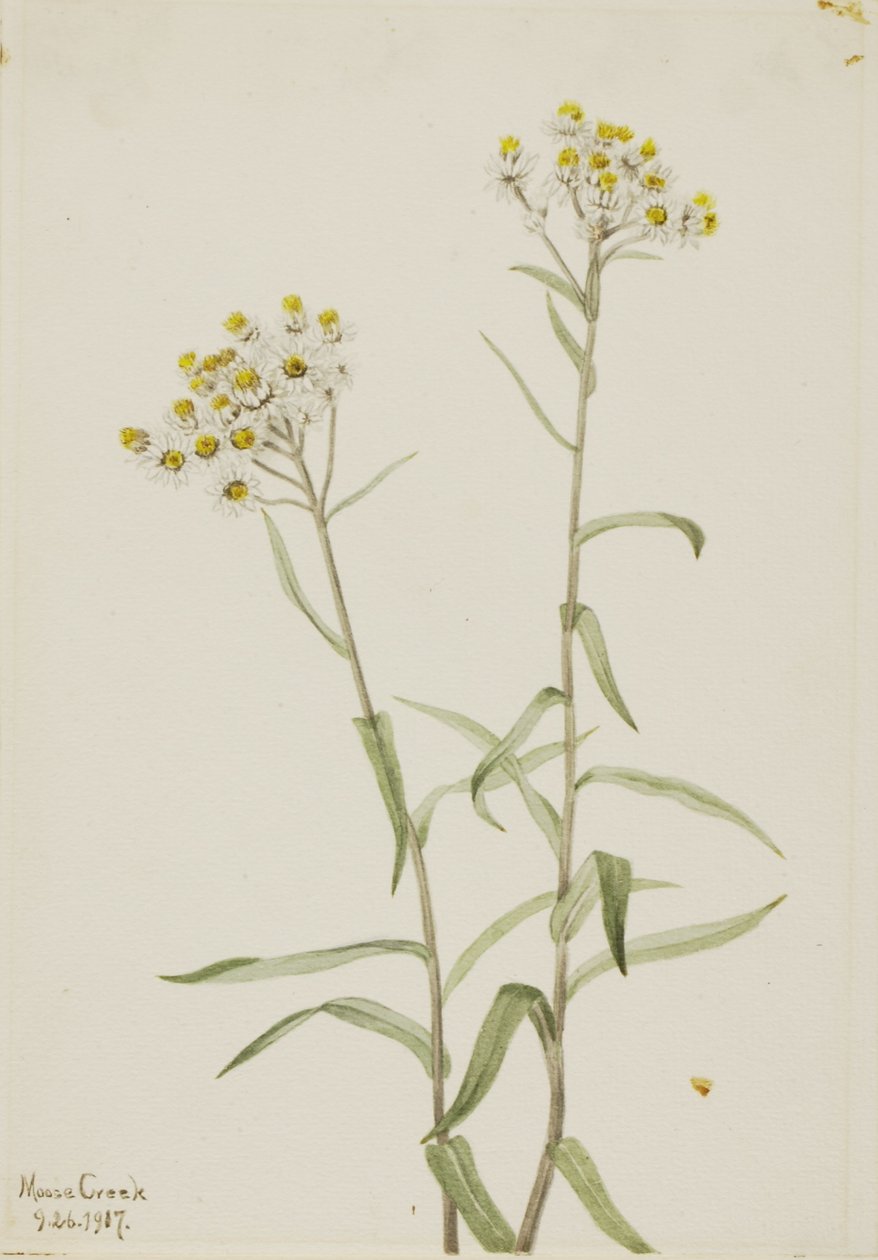 Parelmoer (Anaphalis margaritacea) door Mary Vaux Walcott