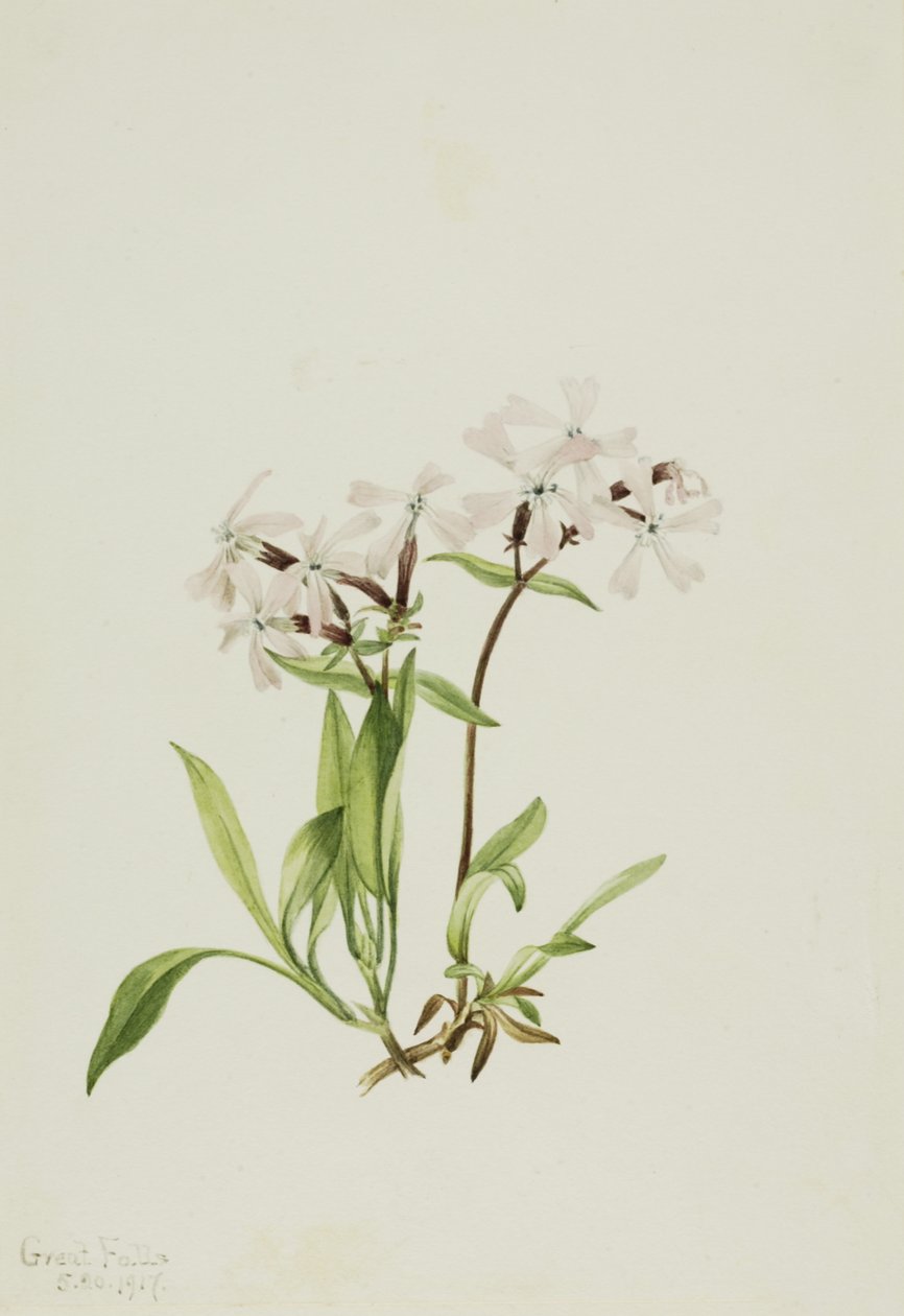 Peatpink Silene caroliniana, 1917 door Mary Vaux Walcott