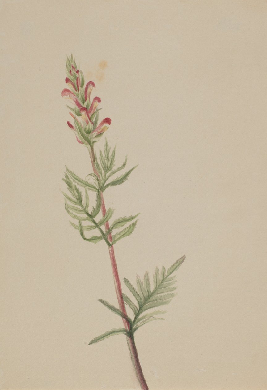 Pedicularis bracteosa door Mary Vaux Walcott