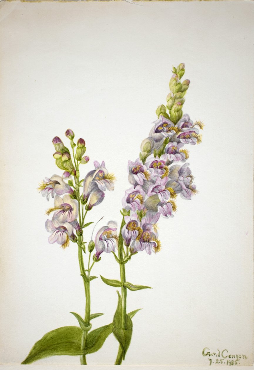 Pentstemon (Pentstemon macranthus) door Mary Vaux Walcott