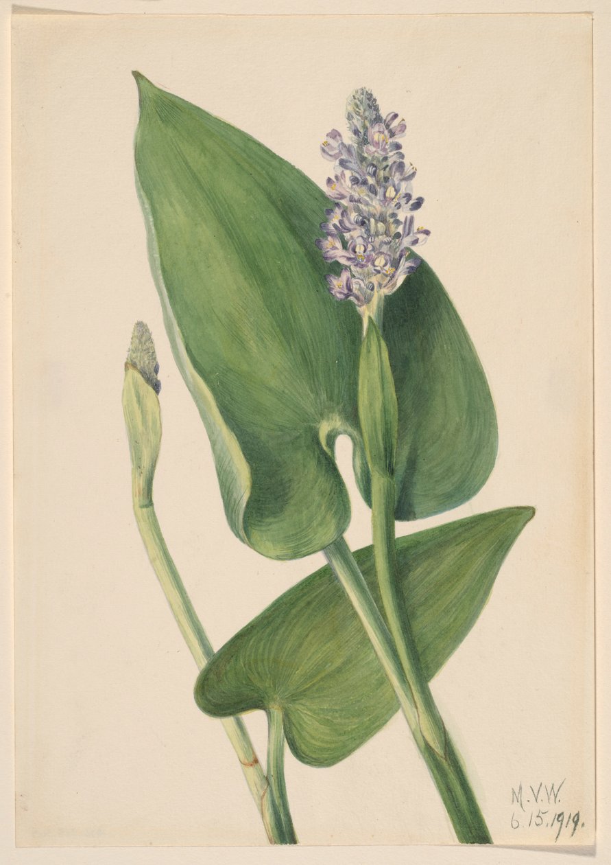 Pickerelweed (Pontederia cordata) door Mary Vaux Walcott