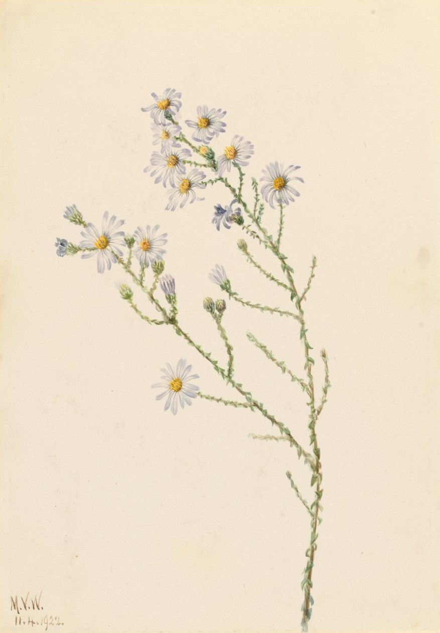 Pineland Aster (Aster squarrosus) door Mary Vaux Walcott