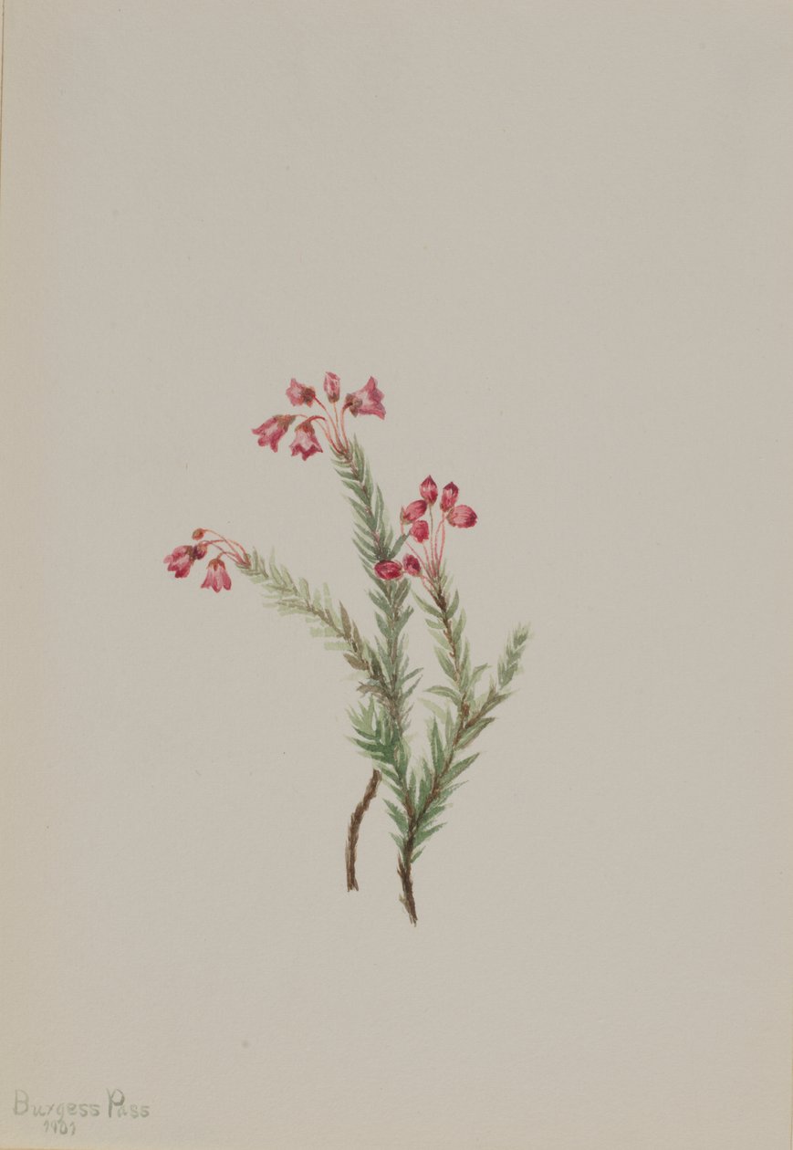 Roze heide (Phyllodoce empetriformis) door Mary Vaux Walcott