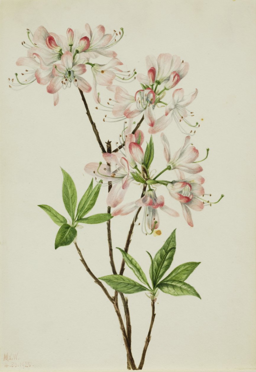 Pinkshell Azalea Azalea vaseyi, 1925 door Mary Vaux Walcott