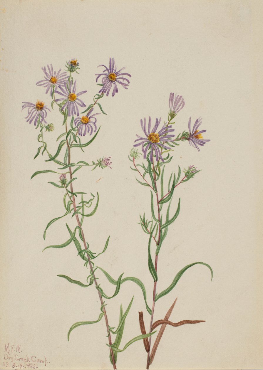 Prairieaster (Aster campestris) door Mary Vaux Walcott