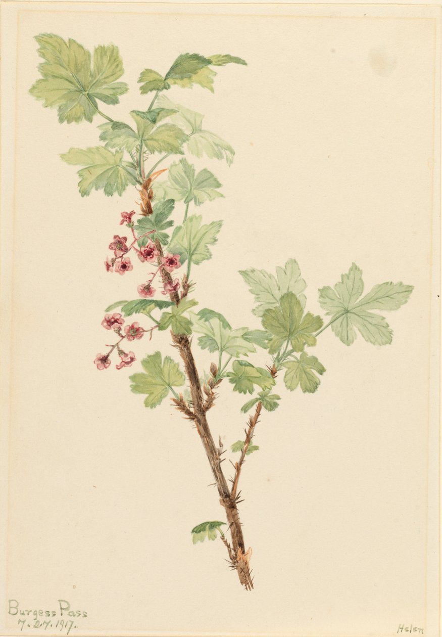 Stekelige Bes Ribes lacustre, 1917 door Mary Vaux Walcott