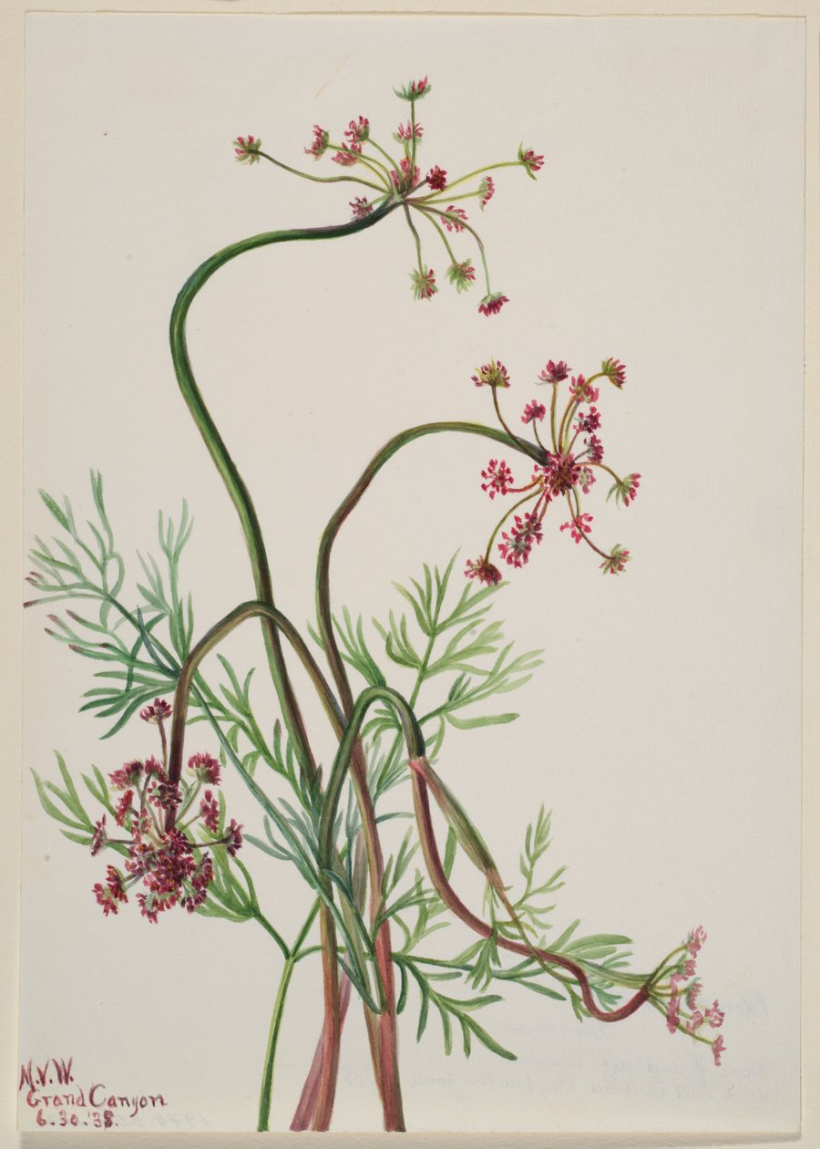 Pseudocymopterus montanus door Mary Vaux Walcott