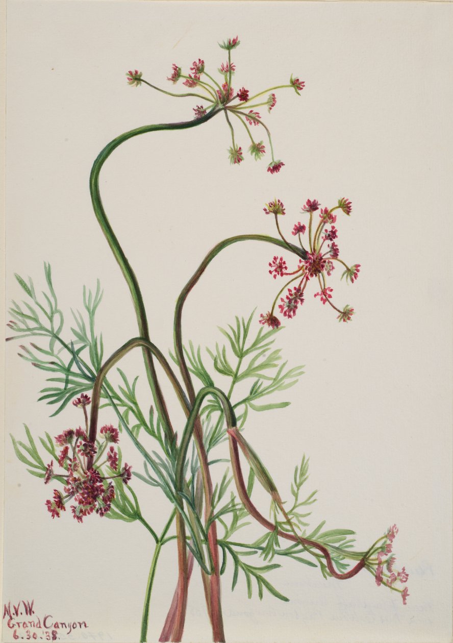 Pseudocymopterus montanus, 1938 door Mary Vaux Walcott