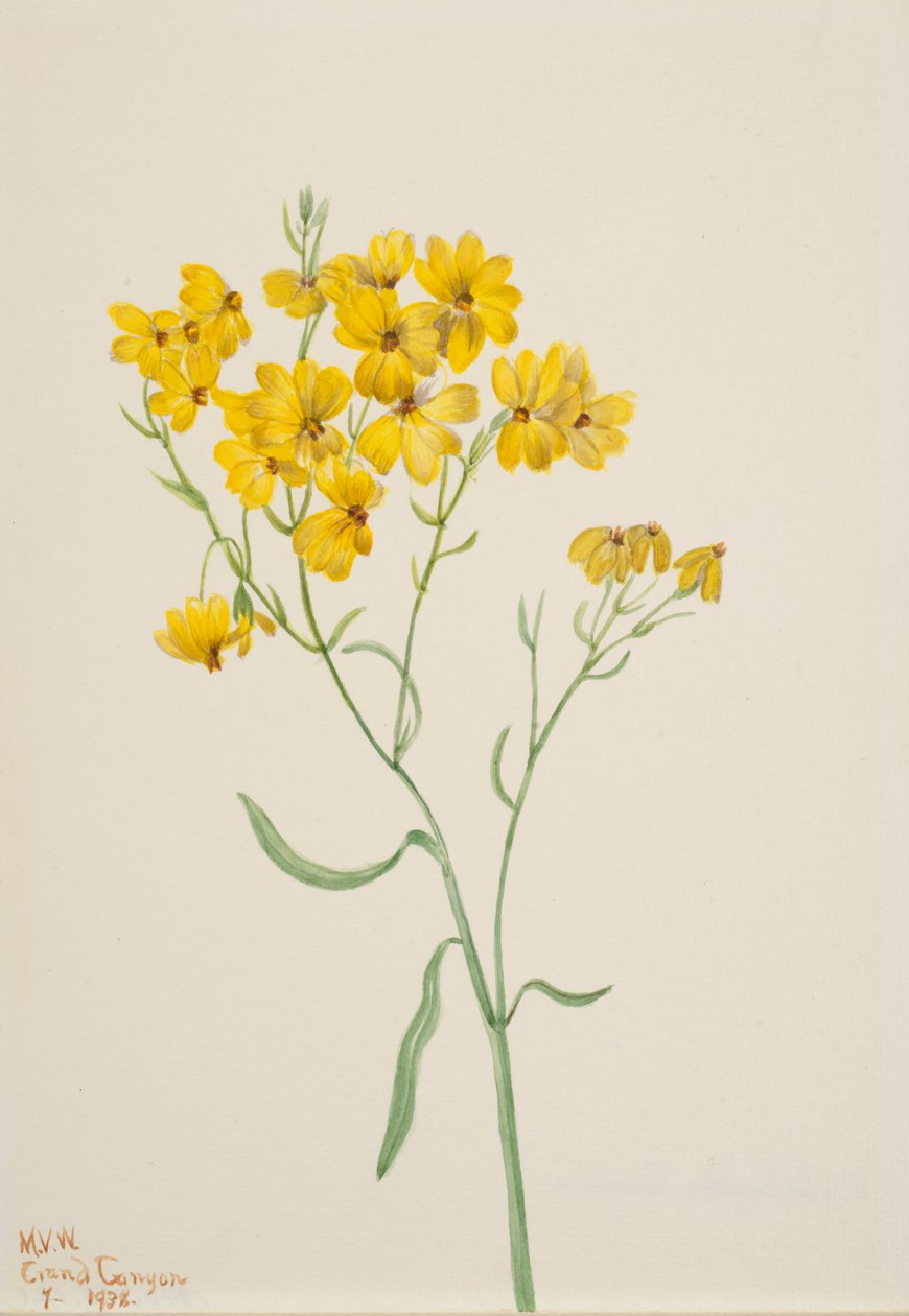 Psilostrophe sparsiflora, 1938 door Mary Vaux Walcott