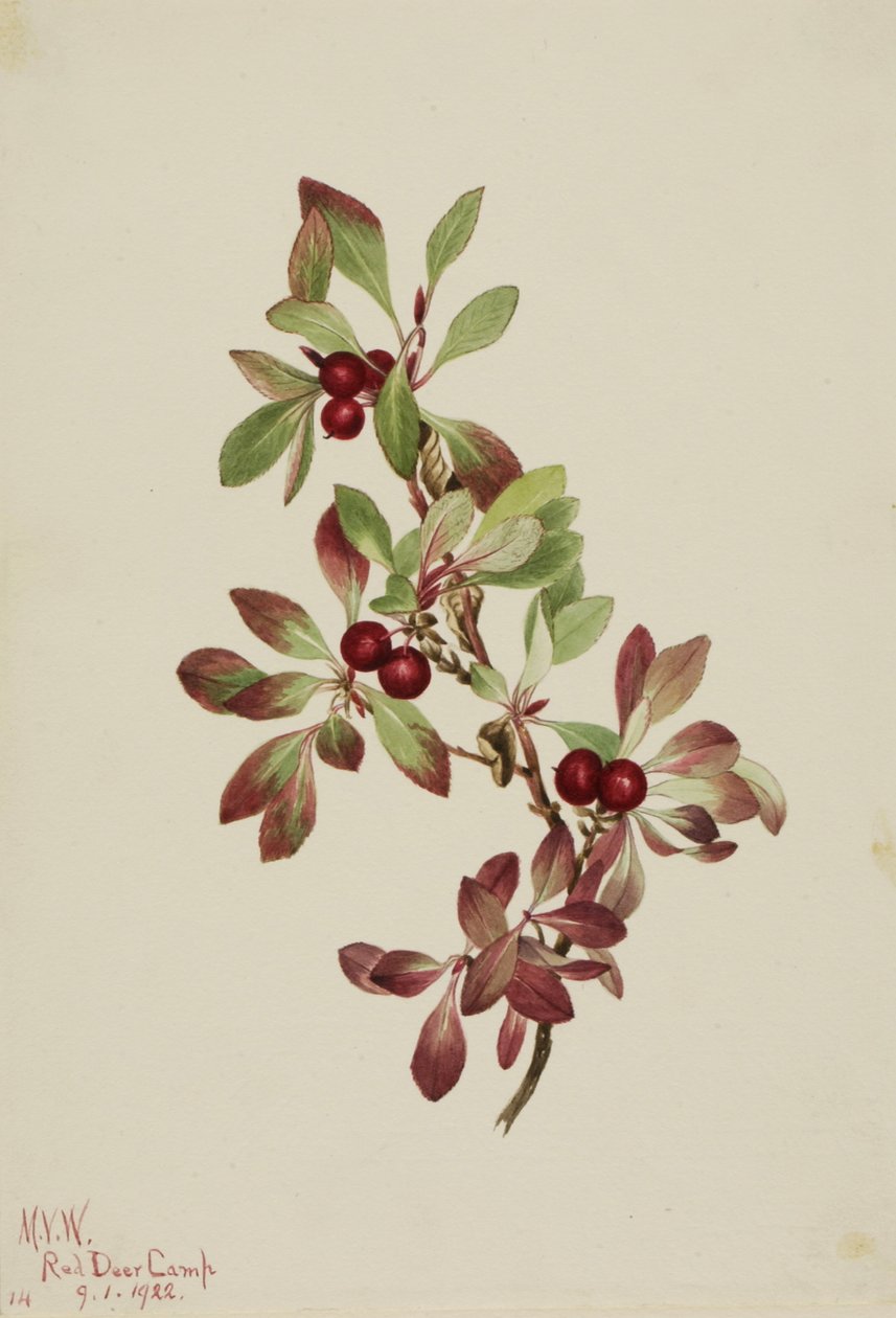 Ptarmiganberry Arctous alpina, 1922 door Mary Vaux Walcott