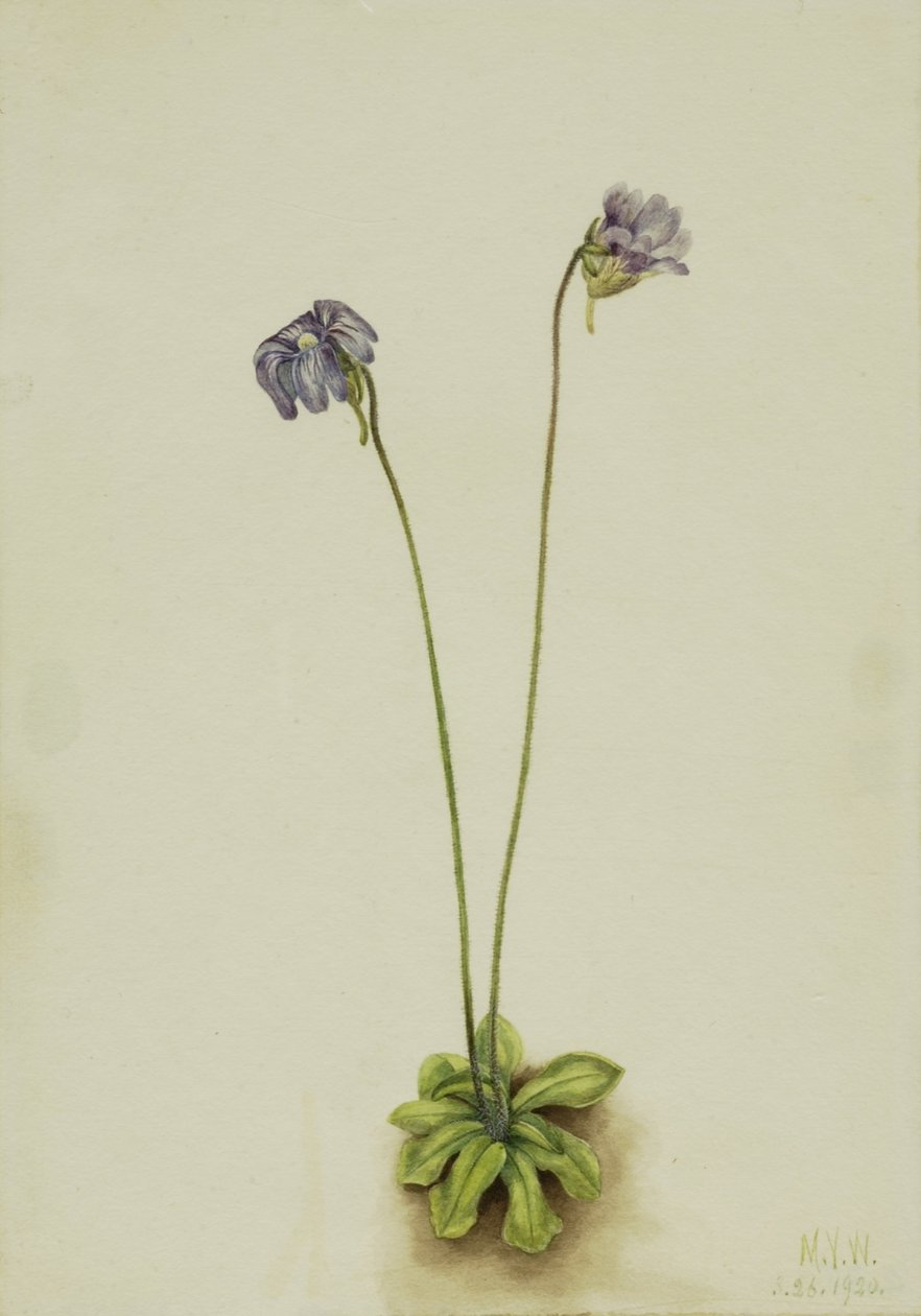 Paars boterkruid (Pinguicula elatior) door Mary Vaux Walcott