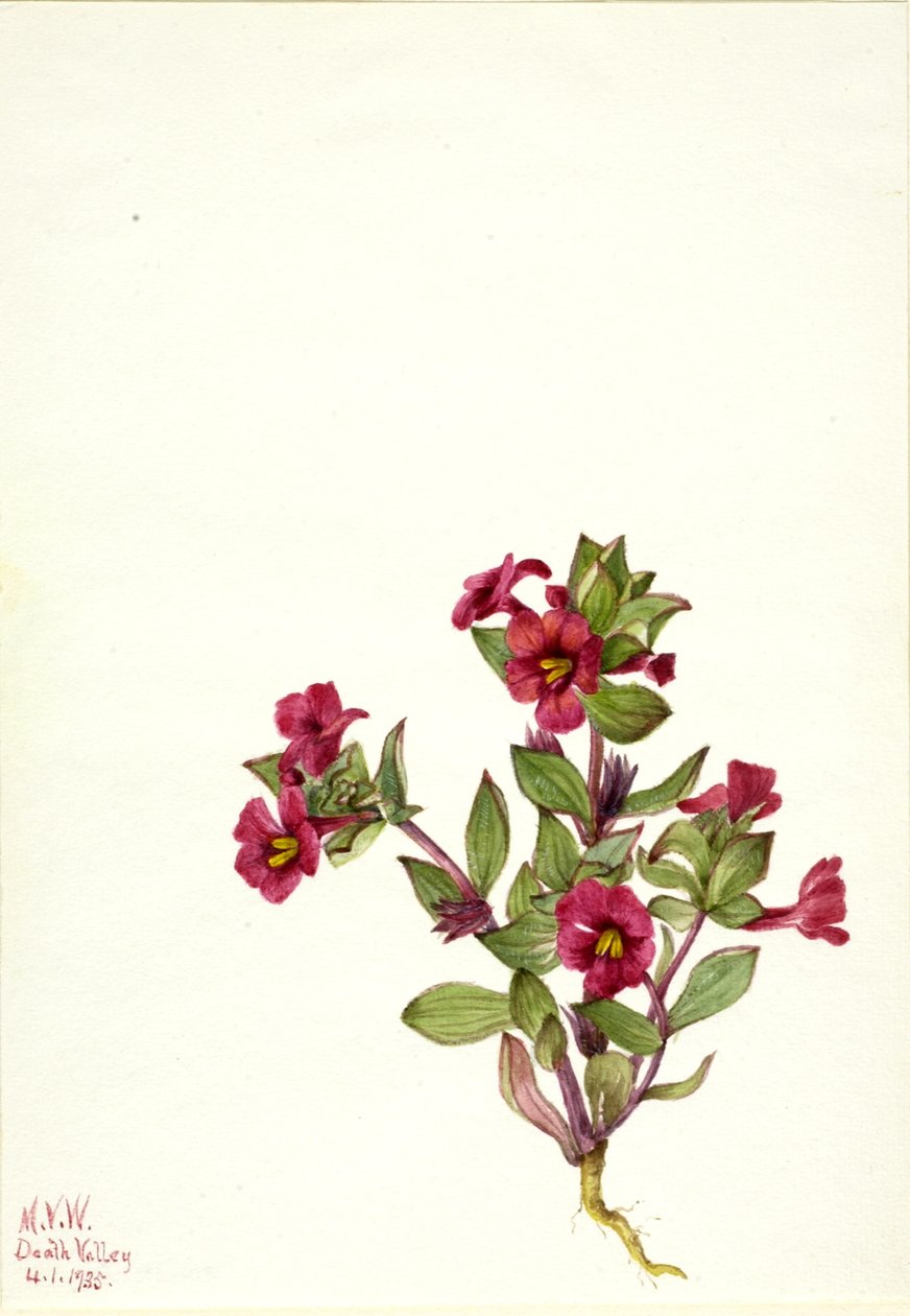 Paarse apenbloem (Mimulus bigelovii) door Mary Vaux Walcott
