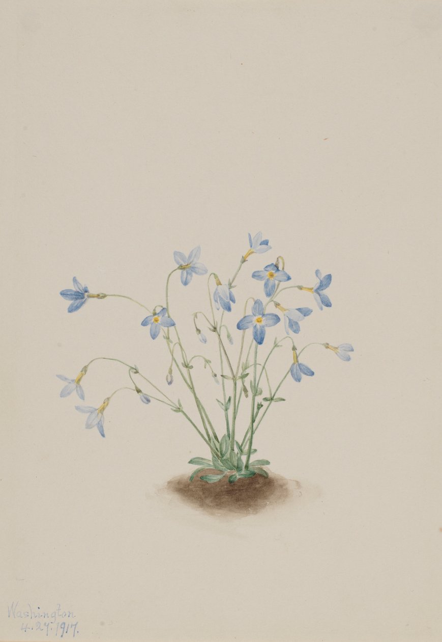Quakerladies (Houstonia caerulea) door Mary Vaux Walcott