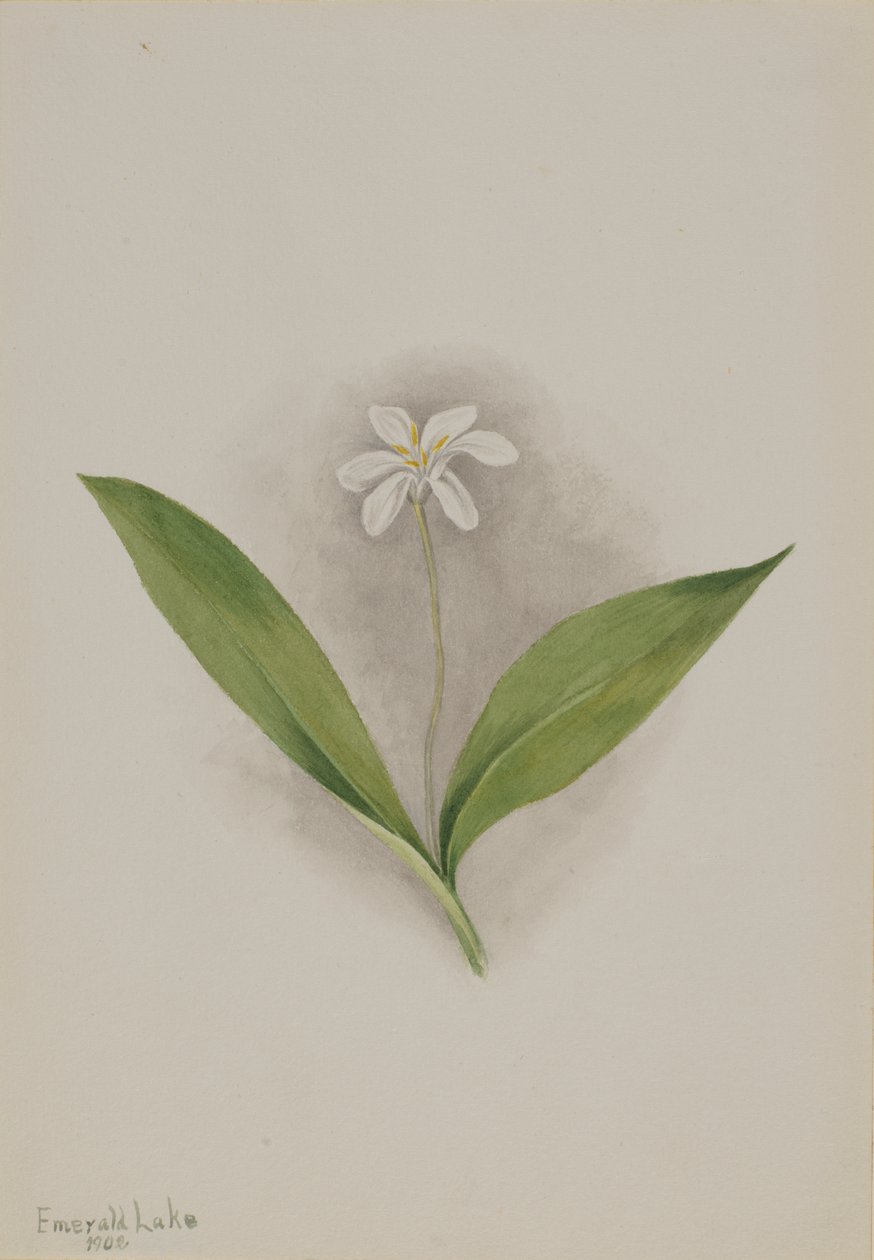 Queencup Clintonia uniflora, 1902 door Mary Vaux Walcott