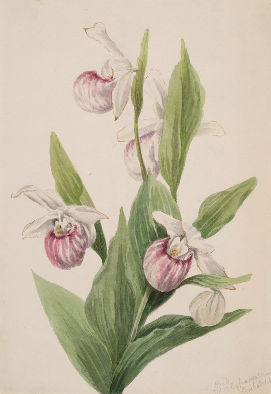 Koninginneslipper Cypripedium reginae, 1897 door Mary Vaux Walcott