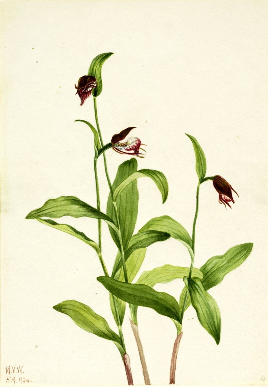 Ridderspoor pantoffel (Cypripedium arietinum) door Mary Vaux Walcott