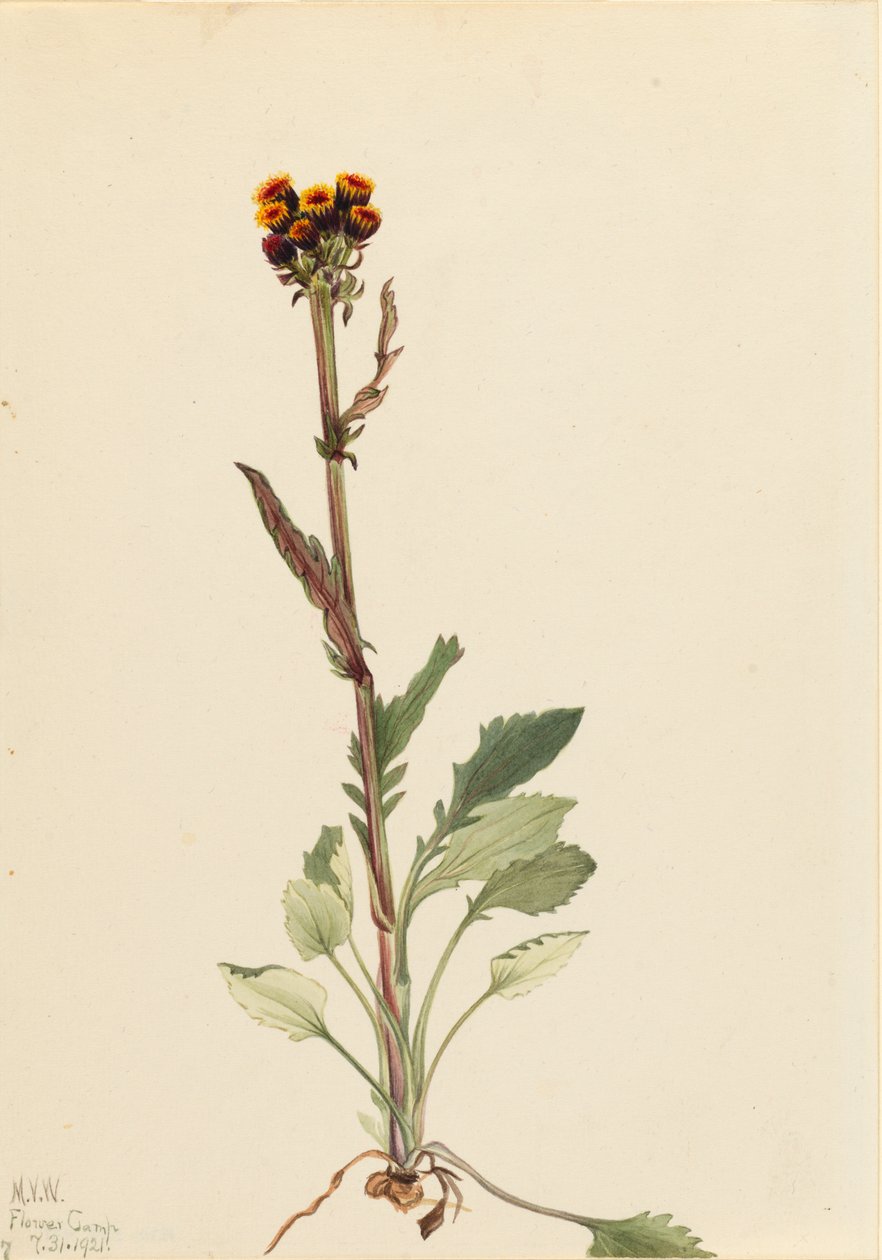 Stralingsloze kruiskruid Senecio pauciflorus, 1921 door Mary Vaux Walcott
