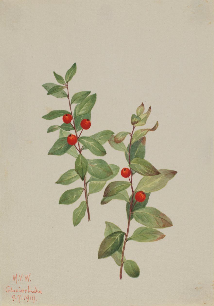 Rode Comandra (Comandra livida) door Mary Vaux Walcott