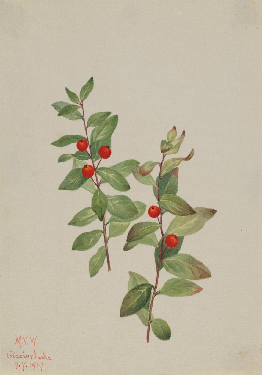 Rode Comandra Comandra livida, 1919 door Mary Vaux Walcott