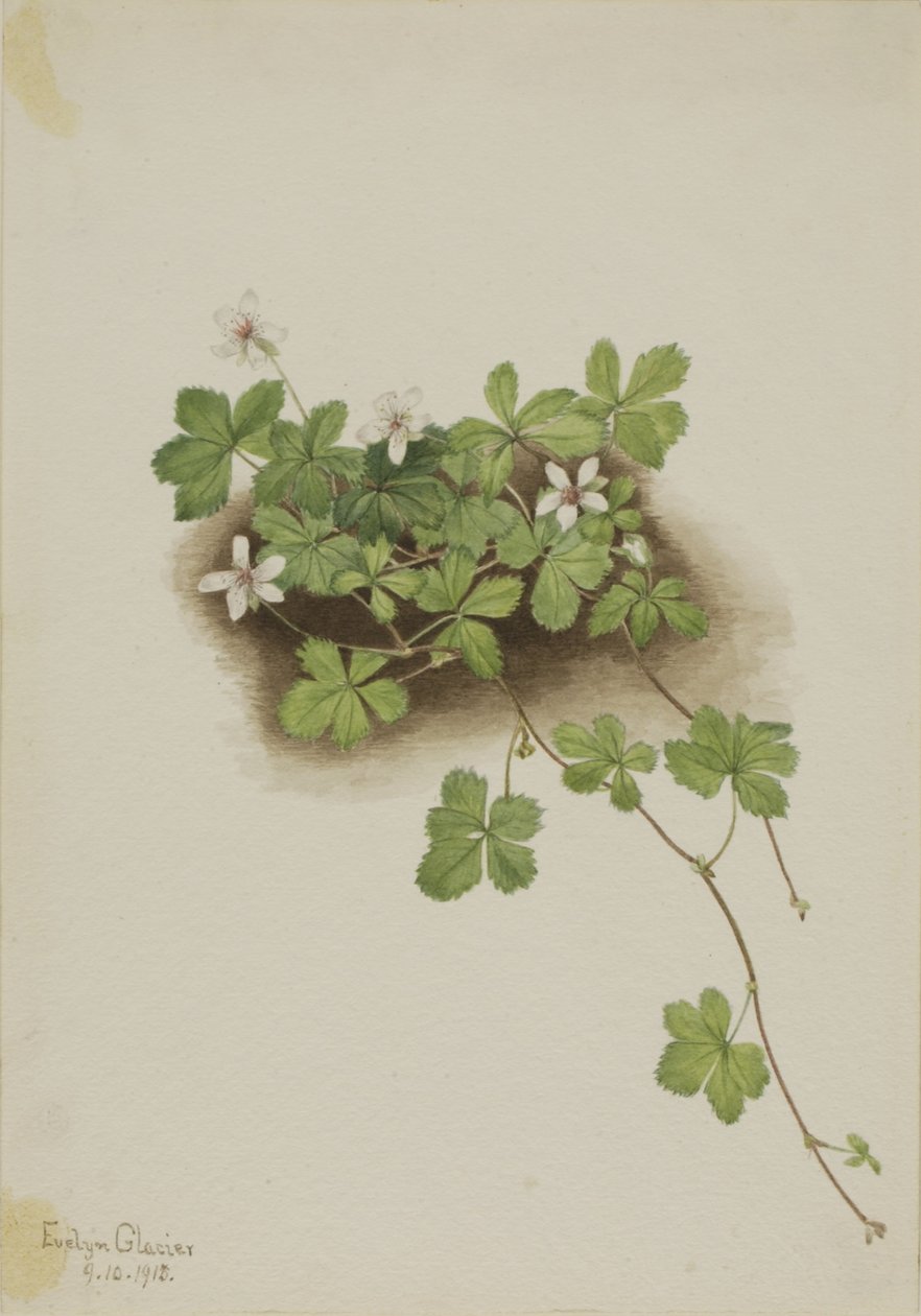 Rode dauwbraam (Rubus pedatus) door Mary Vaux Walcott