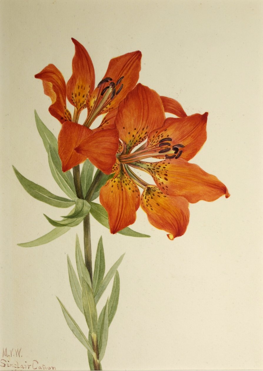 Rode lelie (Lilium montanum) door Mary Vaux Walcott