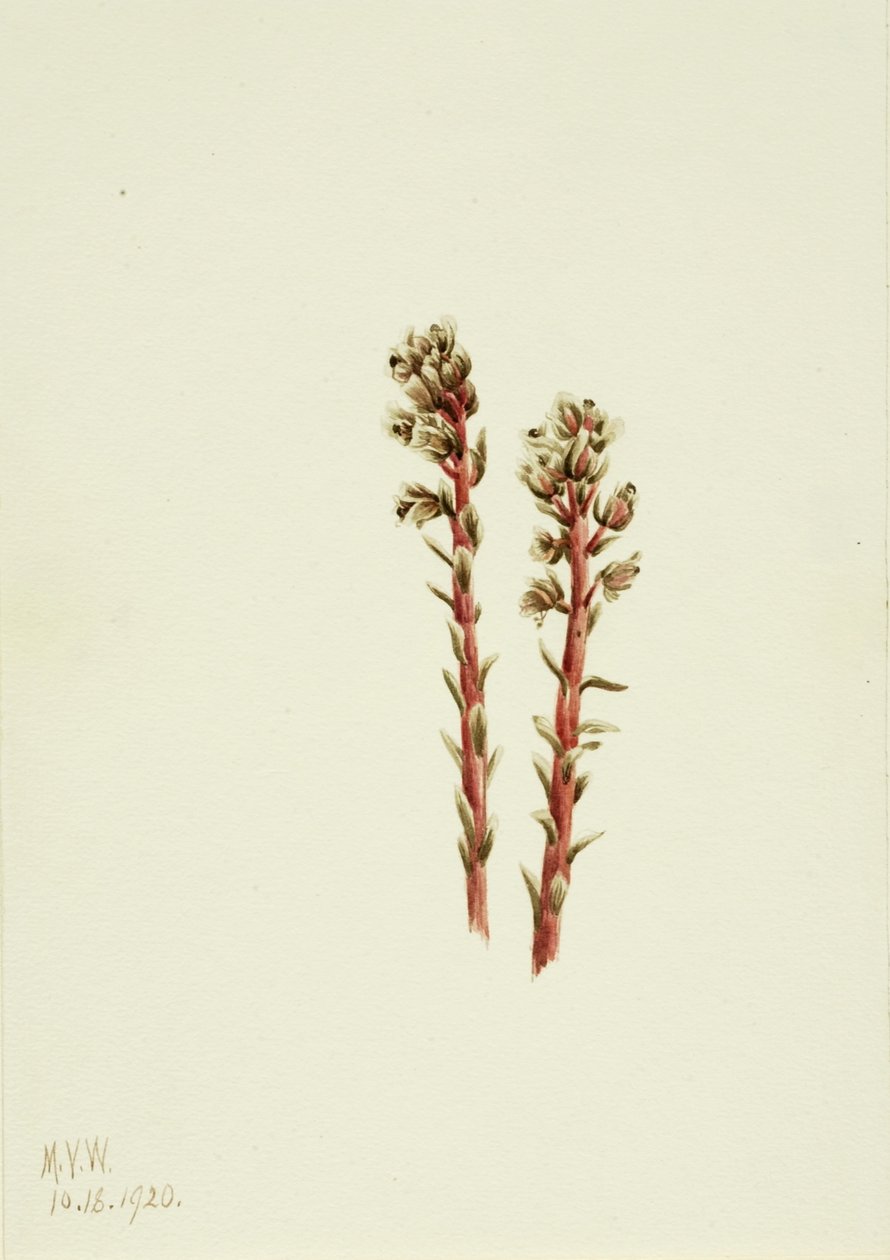 Rood dennenappeltje (Hypopitys lanuginosa) door Mary Vaux Walcott