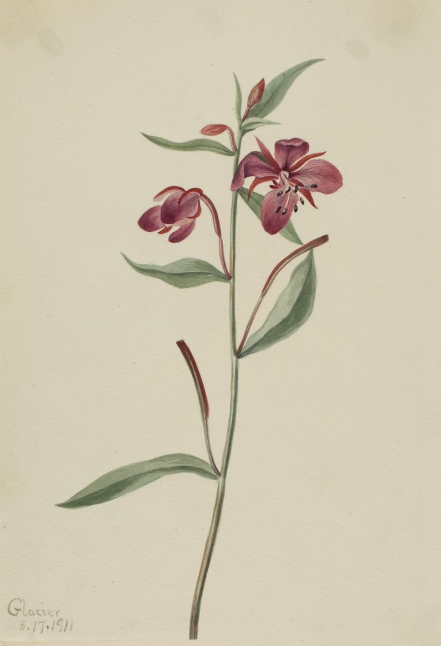 Rode Wilgenroosje Epilobium latifolium door Mary Vaux Walcott
