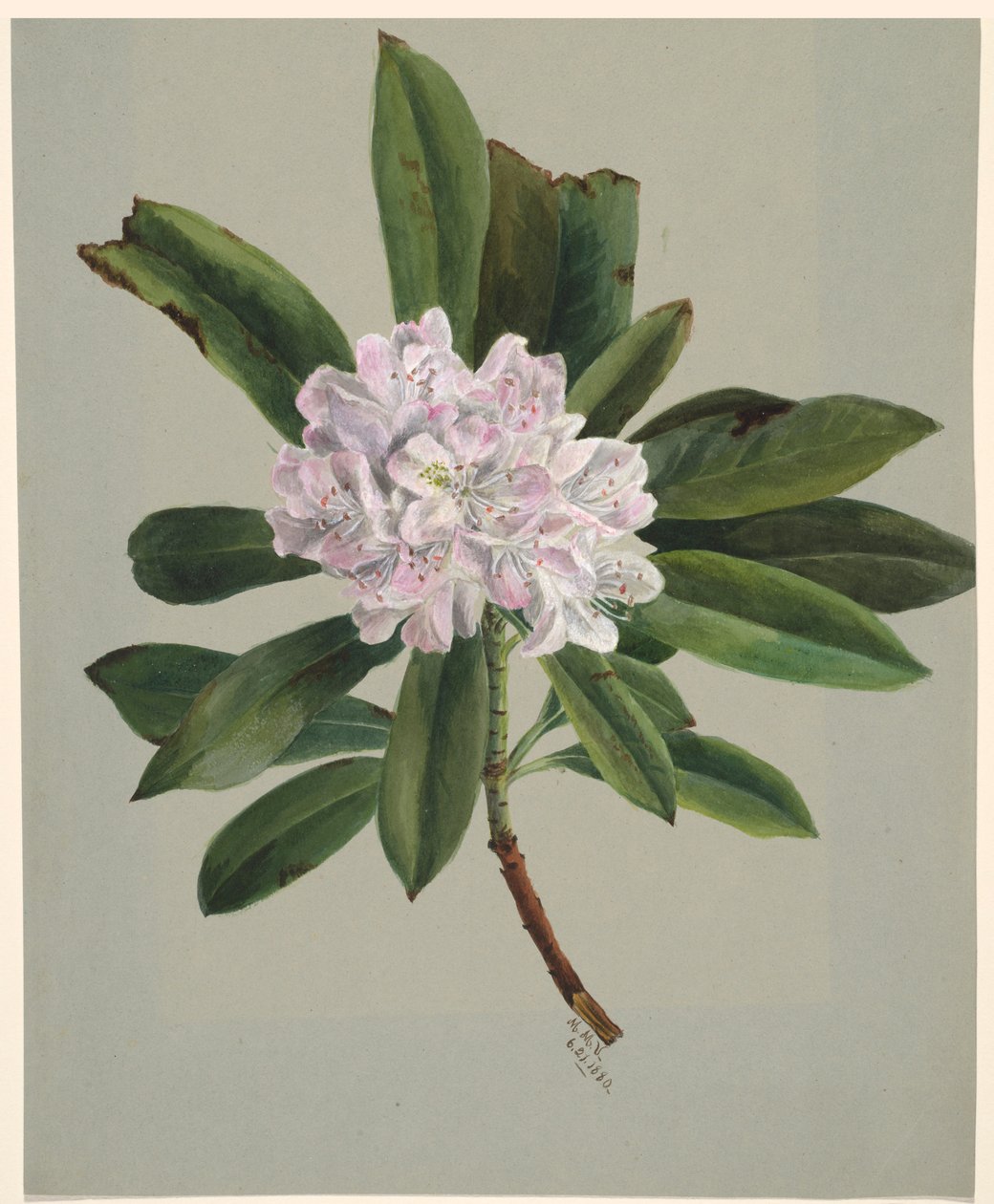 Rododendron (Rhododendron maximum) door Mary Vaux Walcott