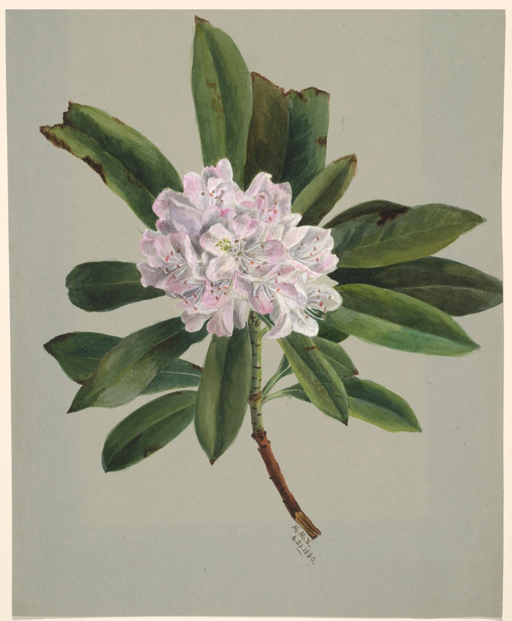 Rhododendron Rhododendron maximum, 1880 door Mary Vaux Walcott