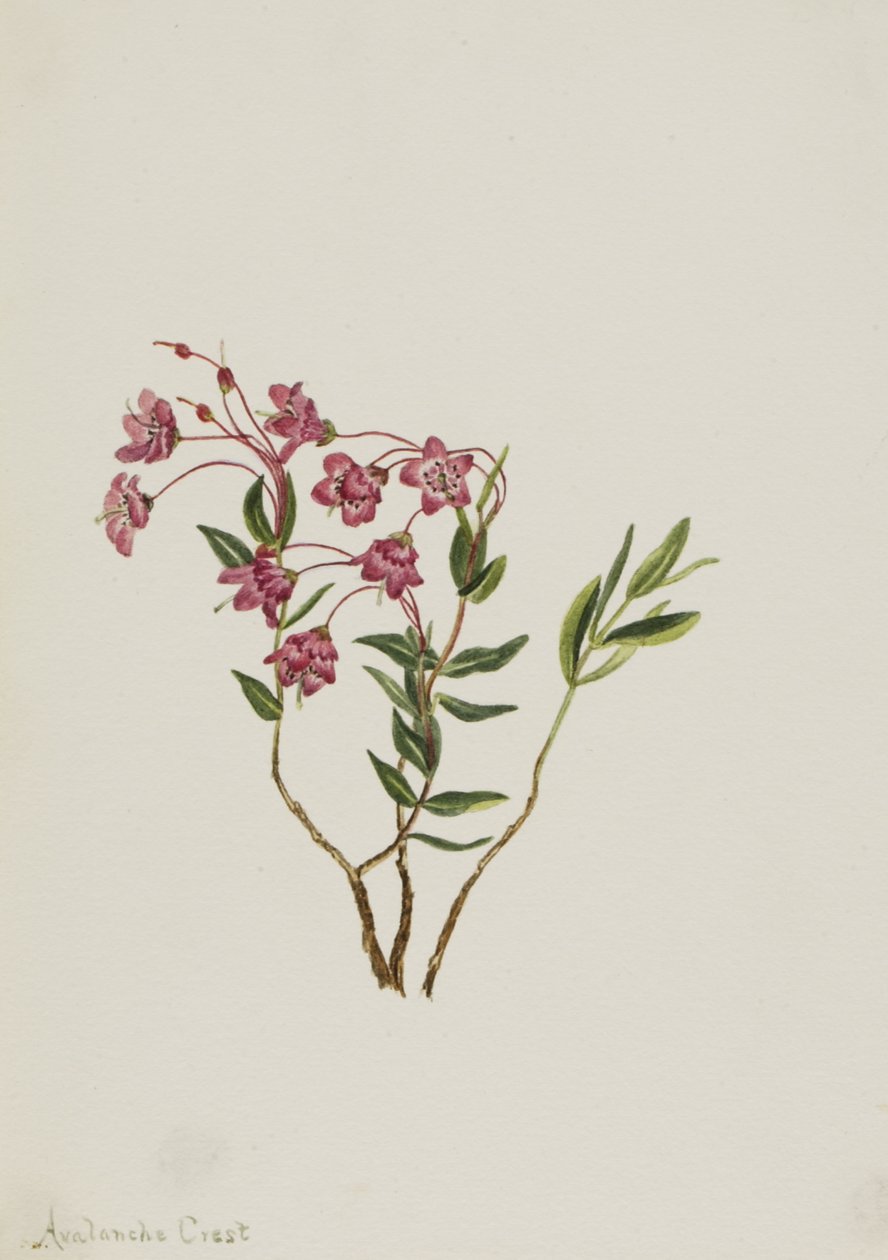 Rocky Mountain Kalmia Kalmia microphylla, n.d. door Mary Vaux Walcott