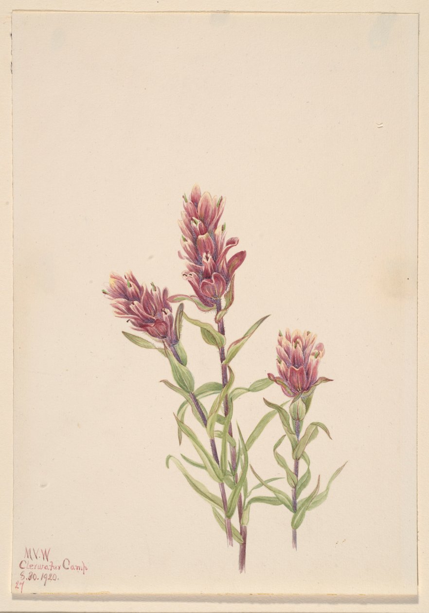 Rozenpenseel (Castilleja pallida) door Mary Vaux Walcott