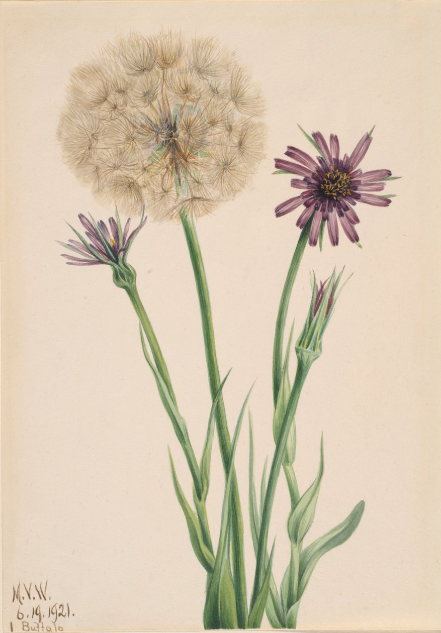 Salsify Tragopogon porrifolius door Mary Vaux Walcott
