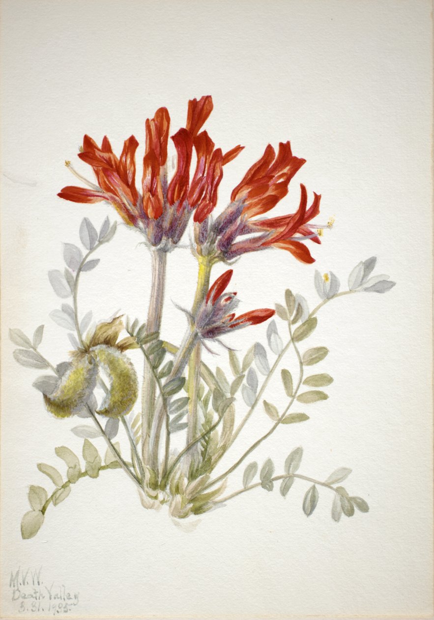 Scarlet Loco Astragalus coccineus door Mary Vaux Walcott
