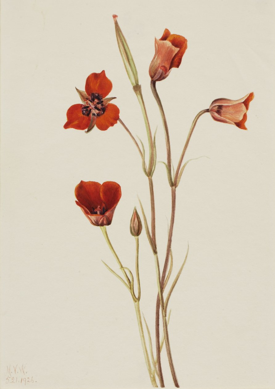 Scarlet Mariposa Calochortus kennedyi, 1926 door Mary Vaux Walcott