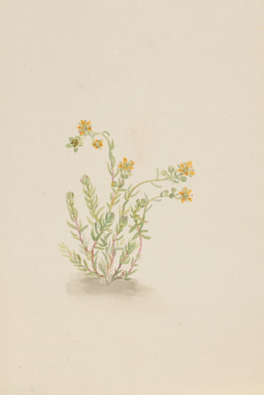 Sedum stenopetalum door Mary Vaux Walcott