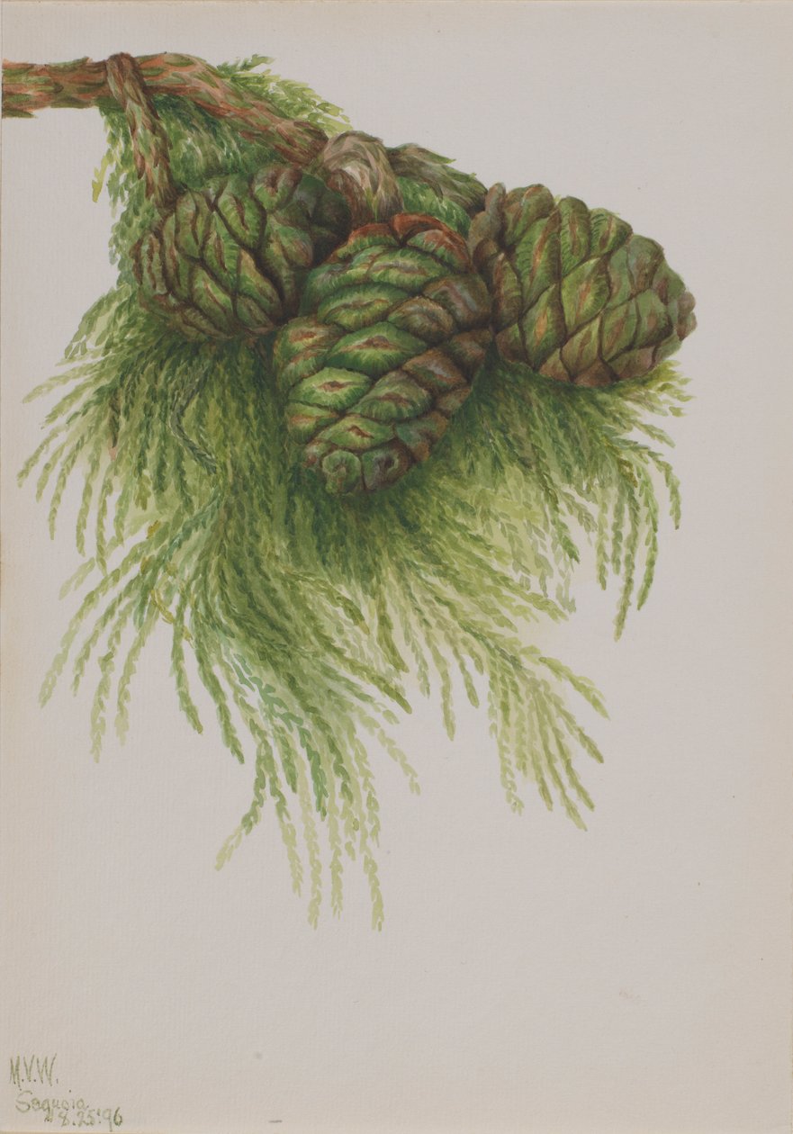 Sequoia (Sequoia gigantea) door Mary Vaux Walcott