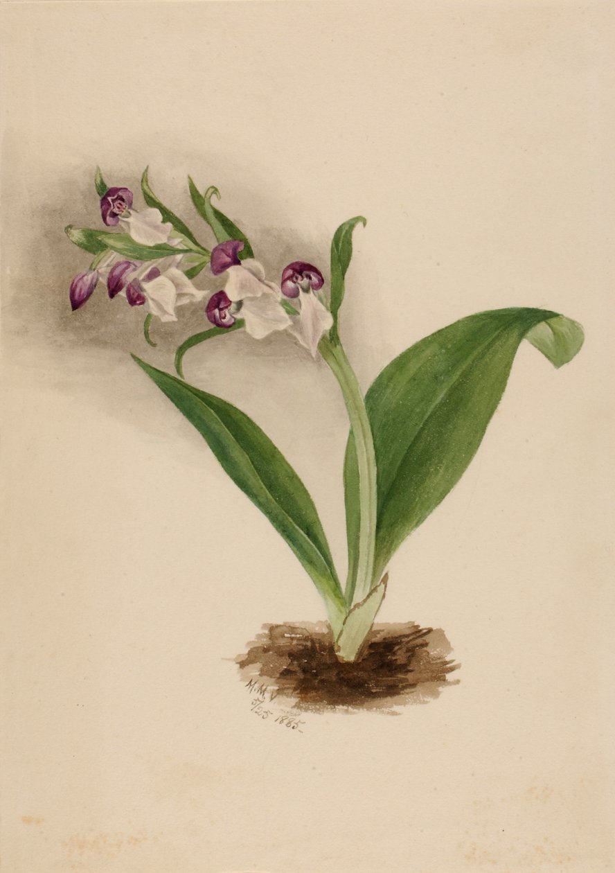Showy Orchids Orchis spectabilis, 1885 door Mary Vaux Walcott