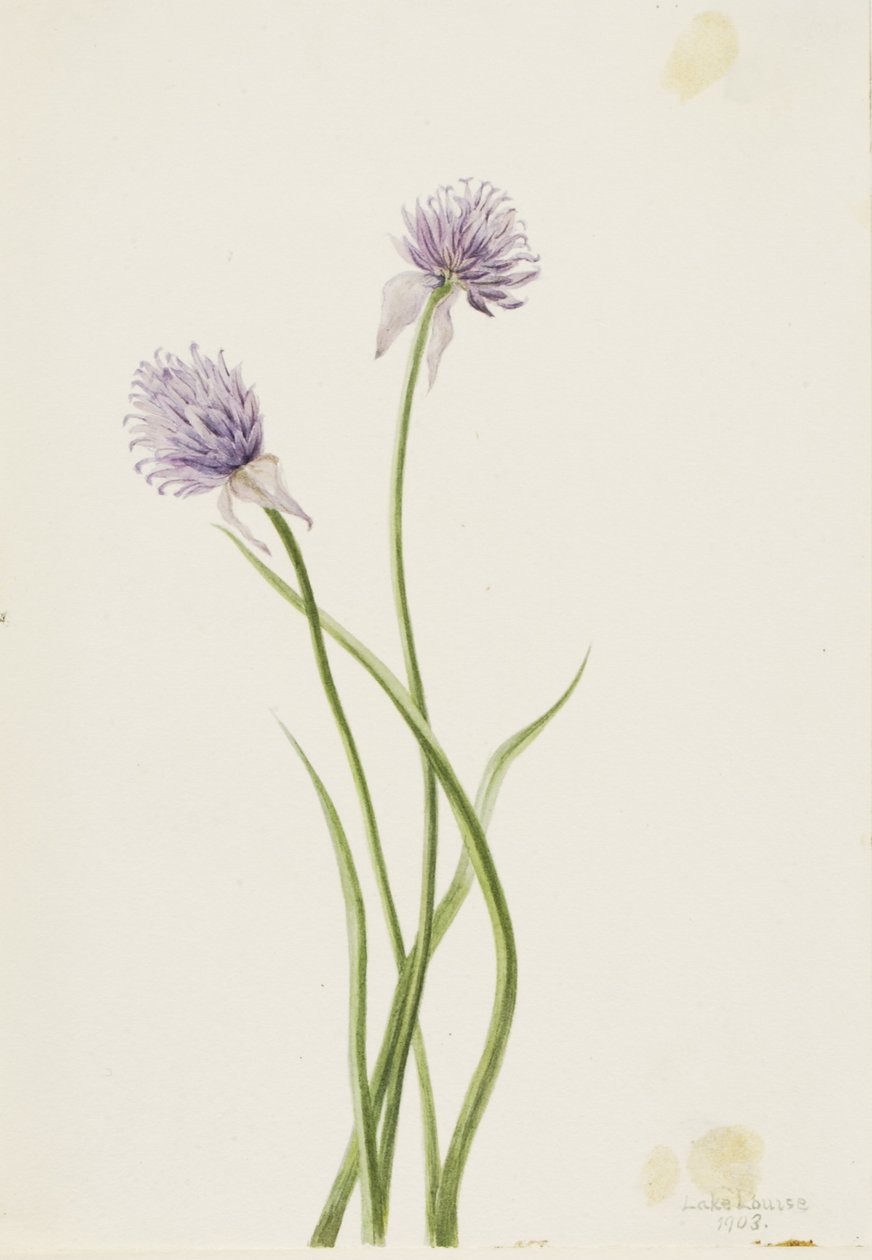 Siberische ui (Allium sibericum) door Mary Vaux Walcott