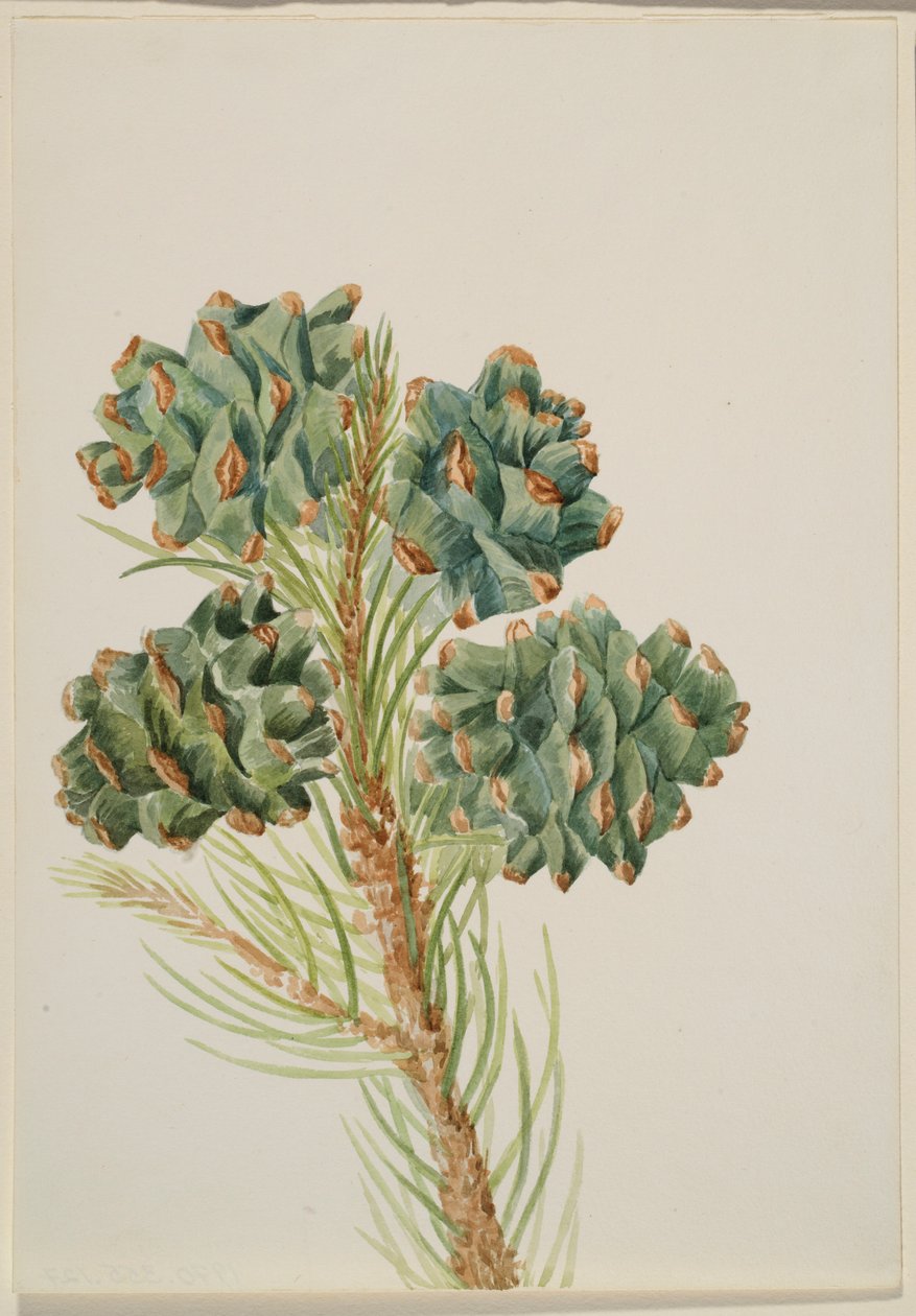 Enkelbladige den (Pinus monophylla) door Mary Vaux Walcott