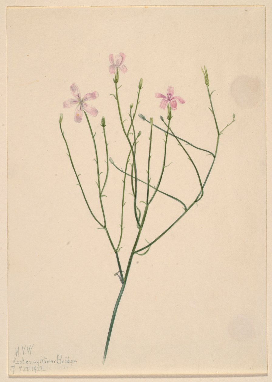 Skeletbloem (Lygodesmia juncea) door Mary Vaux Walcott